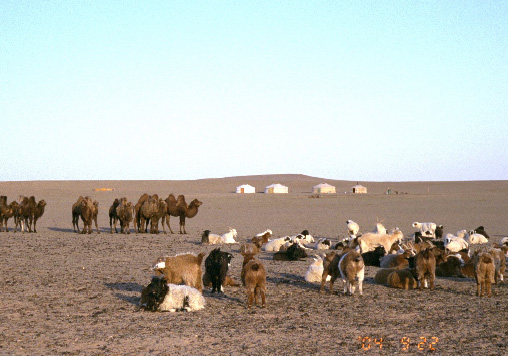 遊牧民の家畜たち