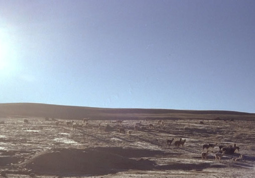 朝もやのリャマとアルパカ