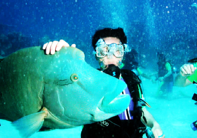 グレートバリアリーフ　ナポレオンフィッシュ