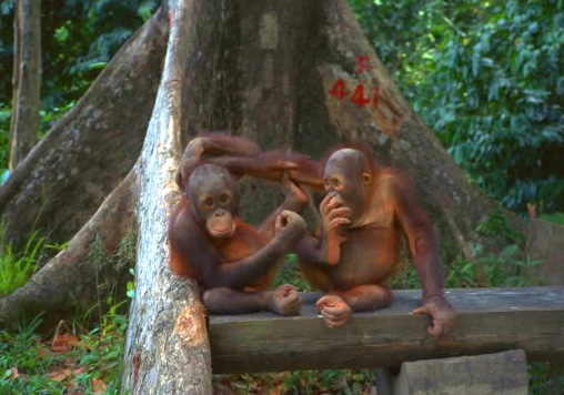 ボルネオ島　オランウータン