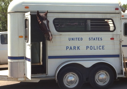 ワシントン　馬のお巡りさん